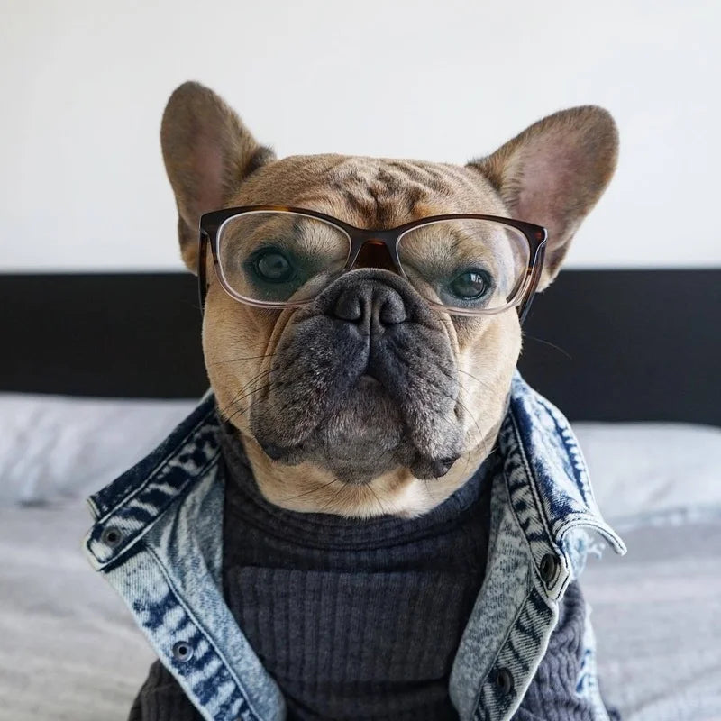 Dog Denim Jeans Jacket