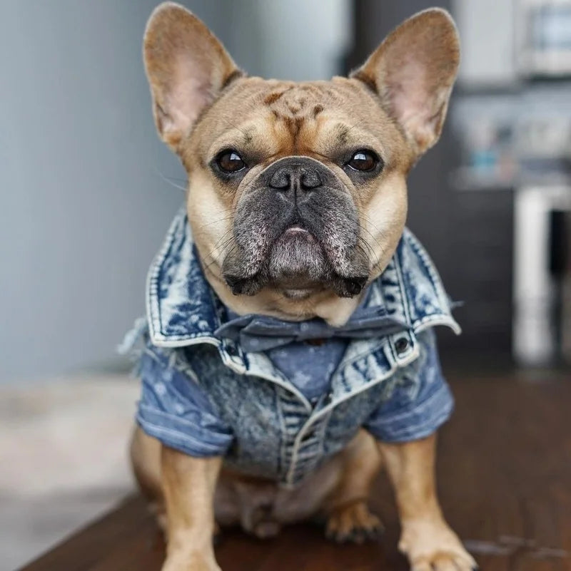 Dog Denim Jeans Jacket